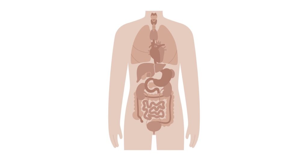 illustration of human body